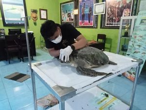 Cek Kesehatan Penyu Hijau Sitaan Ditunda, Belum Dapat Izin BKSDA