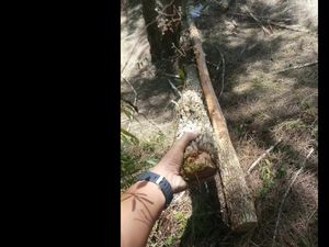 BKSDA Bali Kejar Penebang Cemara di Gunung Batur