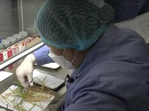 China Sukses Tanam Beras-Selada di Luar Angkasa China Sukses Tanam Beras-Selada di Luar Angkasa