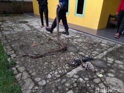 Heboh! Ular Sanca Mangsa 4 Ekor Ayam Milik Warga di Sukabumi