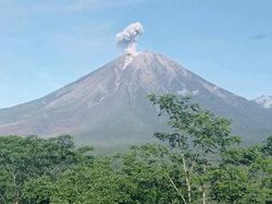 Erupsi Semeru Hari Ini, Tinggi Semburan Abu 700 Meter di Atas Puncak