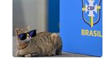 Meme Kocak Brasil Tersingkir gegara Azab Kucing