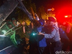 Pohon di Jember Tumbang Timpa Sedan Tewaskan Sopir