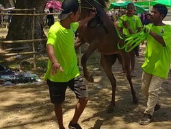 Serunya Nonton Langsung Pacuan Kuda di Dompu, Deg-degan Pacu Adrenalin