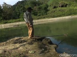 Kisah Situ Cioe Pangandaran, Konon Dihuni Belut Raksasa Pemangsa Ternak Kisah Situ Cioe Pangandaran, Konon Dihuni Belut Raksasa Pemangsa Ternak