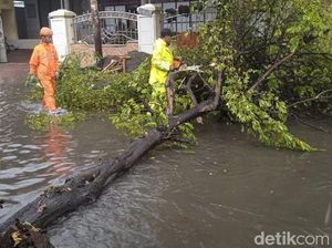 Hujan dan Angin Kencang Landa Kota Kediri, 2 Pohon Tumbang