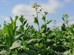 Mengenal Bekoh Tambeng, Tembakau Nakal Khas Situbondo
