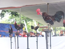 Ribuan Ayam Hias Adu Kontes di Bandung