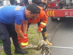 Fakta-fakta Ular Piton Raksasa Lahap Belasan Ternak di Karangasem