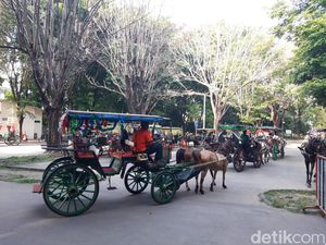 30 Andong Siap Antar Tamu Ngunduh Mantu Jokowi di Manahan