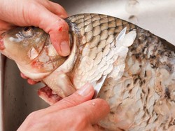 Cara Membersihkan Sisik Ikan dengan Cepat, Mudah, dan Tanpa Sisa