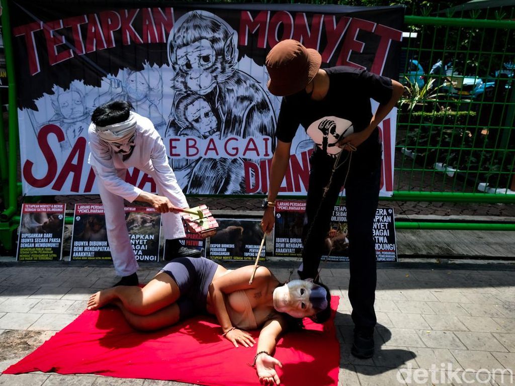 Aksi Teatrikal Desak Pemerintah Tetapkan Monyet Jadi Satwa Dilindungi Aksi Teatrikal Desak Pemerintah Tetapkan Monyet Jadi Satwa Dilindungi