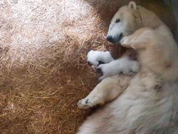 Langka, Akhirnya Beruang Kutub Melahirkan 2 Bayi di Kebun Binatang Ini