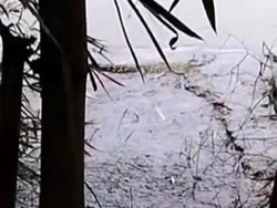 Buaya di Bengawan Solo Bojonegoro Akan Ditangkap Jika Resahkan Warga