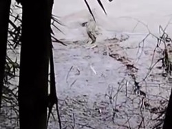 Buaya Terlihat di Bengawan Solo Bojonegoro, Warga Jadi Takut Mancing