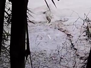 Buaya Terlihat di Bengawan Solo Bojonegoro, Warga Jadi Takut Mancing Buaya Terlihat di Bengawan Solo Bojonegoro, Warga Jadi Takut Mancing