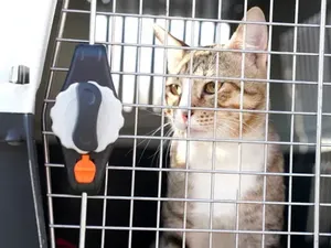 Kucing Liar yang Memikat Hati Pemain Timnas Inggris di Piala Dunia 2022