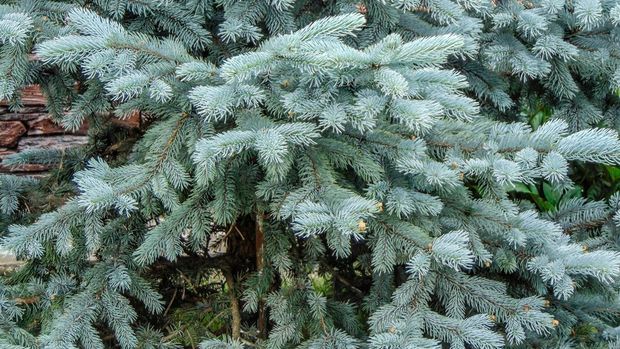 Jenis pohon Natal Colorado blue spruce
