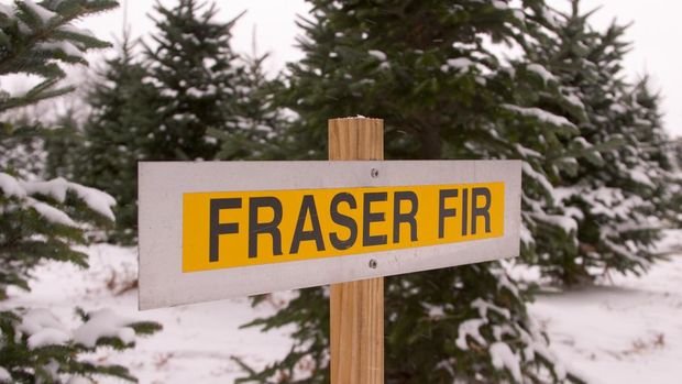 Jenis pohon Natal fraser fir