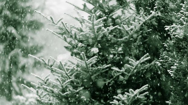 Jenis pohon Natal Norway spruce