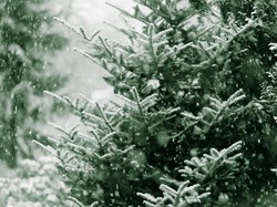 Krisis Iklim Ancam Panen Pohon Natal