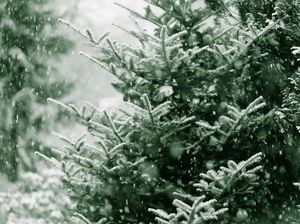 Krisis Iklim Ancam Panen Pohon Natal Krisis Iklim Ancam Panen Pohon Natal