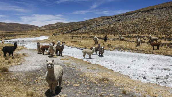 Kasihan, Banyak Alpaca di Pegunungan Peru Mati Gegara Kekeringan