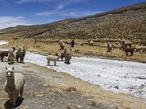Kasihan, Banyak Alpaca di Pegunungan Peru Mati Gegara Kekeringan