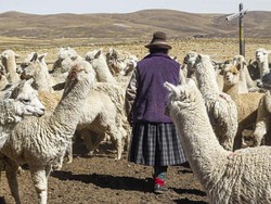 Penipu Covid, Kang Pizza Dapat Dana Bantuan Rp 10 M buat Beli Peternakan Alpaka