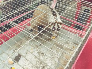 Heboh Kukang Masuk ke Pemukiman Warga Usai Gempa Cianjur