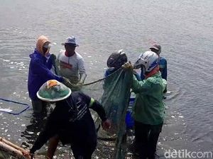 Terancam Cuaca Ekstrem, Petambak Udang Brebes Pilih Panen Dini