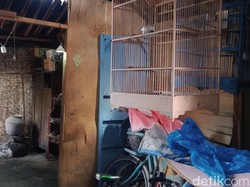 Apa Kabar Janda-3 Cucu Tinggal di Rumah Gedek Tengah Kota Klaten?