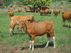Mengenal Sapi Bali, Karakteristik Hingga Keunggulannya