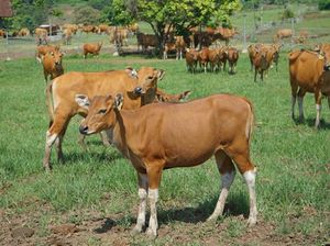 Sapi Hibah Simantri Diduga Dikorupsi Kelompok Ternak Sapi Hibah Simantri Diduga Dikorupsi Kelompok Ternak