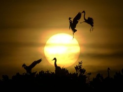 Mengapa Matahari Digolongkan sebagai Bintang? Ini Penjelasannya