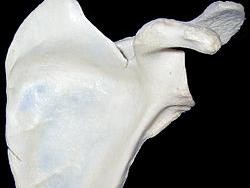 Tulang Belikat Adalah: Fungsi, Ciri, dan Masalahnya