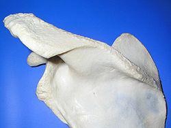 Tulang Belikat Adalah: Fungsi, Ciri, dan Masalahnya