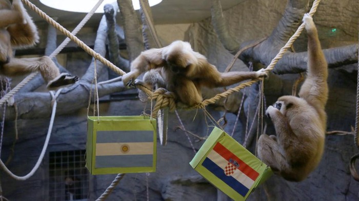 ZAGREB, CROATIA - DECEMBER 13: The monkey named Kent, a type of gibbon famous for drawing lots in Zagreb, Croatia, estimate Croatia to be the winner, which will face Argentina in the 2022 FIFA World Cup semi-final match on December 13, 2022. (Photo by Stipe Majic/Anadolu Agency via Getty Images)