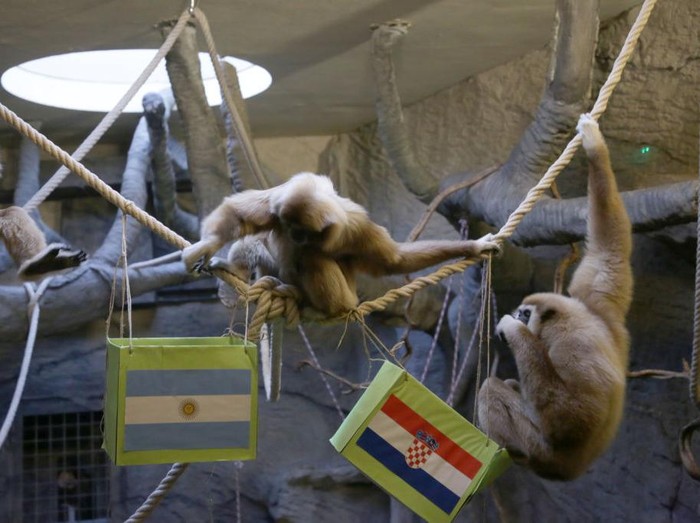 ZAGREB, CROATIA - DECEMBER 13: The monkey named Kent, a type of gibbon famous for drawing lots in Zagreb, Croatia, estimate Croatia to be the winner, which will face Argentina in the 2022 FIFA World Cup semi-final match on December 13, 2022. (Photo by Stipe Majic/Anadolu Agency via Getty Images)