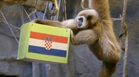Kesimpulannya, Kent memprediksi bahwa Kroasia sebagai pemenang semifinal Piala Dunia 2022 melawan Argentina.