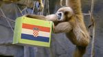 Monyet Ini Prediksi Kroasia Menang Lawan Argentina