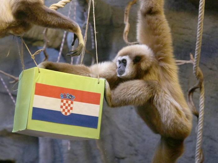 ZAGREB, CROATIA - DECEMBER 13: The monkey named Kent, a type of gibbon famous for drawing lots in Zagreb, Croatia, estimate Croatia to be the winner, which will face Argentina in the 2022 FIFA World Cup semi-final match on December 13, 2022. (Photo by Stipe Majic/Anadolu Agency via Getty Images)