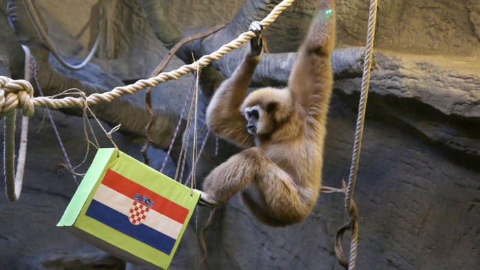 ZAGREB, CROATIA - DECEMBER 13: The monkey named Kent, a type of gibbon famous for drawing lots in Zagreb, Croatia, estimate Croatia to be the winner, which will face Argentina in the 2022 FIFA World Cup semi-final match on December 13, 2022. (Photo by Stipe Majic/Anadolu Agency via Getty Images)