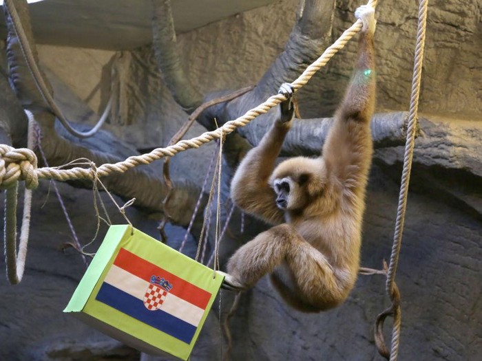 ZAGREB, CROATIA - DECEMBER 13: The monkey named Kent, a type of gibbon famous for drawing lots in Zagreb, Croatia, estimate Croatia to be the winner, which will face Argentina in the 2022 FIFA World Cup semi-final match on December 13, 2022. (Photo by Stipe Majic/Anadolu Agency via Getty Images)