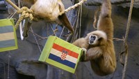 Ini dia penampakan seekor monyet bernama Kent, sejenis Owa di Zagreb, Kroasia, Selasa (13/12/2022).