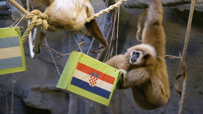 ZAGREB, CROATIA - DECEMBER 13: The monkey named Kent, a type of gibbon famous for drawing lots in Zagreb, Croatia, estimate Croatia to be the winner, which will face Argentina in the 2022 FIFA World Cup semi-final match on December 13, 2022. (Photo by Stipe Majic/Anadolu Agency via Getty Images)