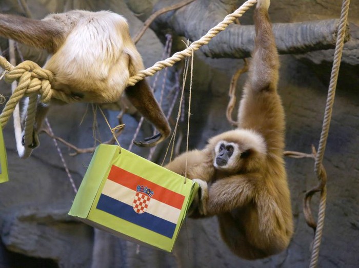 ZAGREB, CROATIA - DECEMBER 13: The monkey named Kent, a type of gibbon famous for drawing lots in Zagreb, Croatia, estimate Croatia to be the winner, which will face Argentina in the 2022 FIFA World Cup semi-final match on December 13, 2022. (Photo by Stipe Majic/Anadolu Agency via Getty Images)