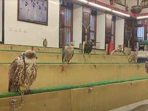 Berkunjung ke Falcon Souq, Pusat Jual Beli Burung Falcon di Doha