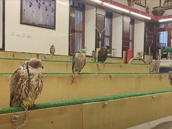 Berkunjung ke Falcon Souq, Pusat Jual Beli Burung Falcon di Doha
