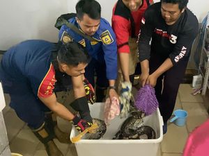 Damkar Evakuasi Ular Sanca 4 Meter dari Saluran Air Rumah di Bogor
